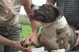 GRIFFES - AMSTAFF 001